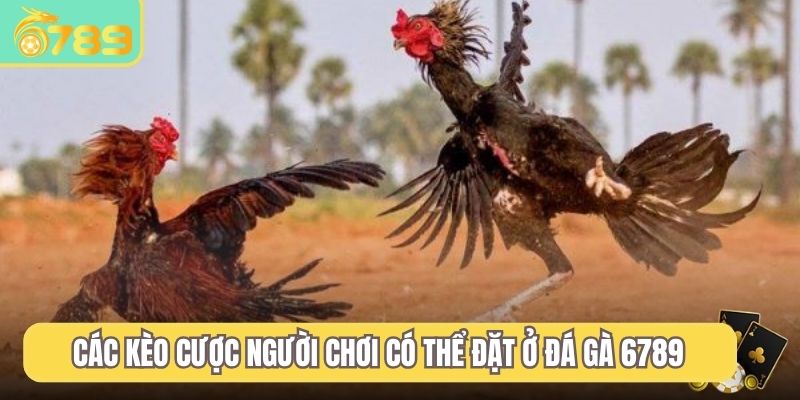 Các kèo cược người chơi có thể đặt ở đá gà 6789