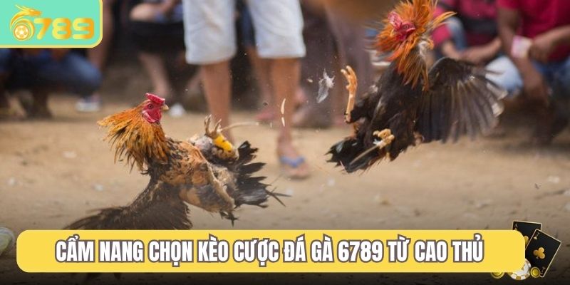 Cẩm nang chọn kèo cược đá gà 6789 từ cao thủ
