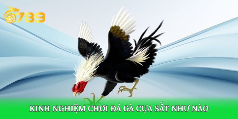 Học hỏi kinh nghiệm đá gà cựa sắt từ cao thủ